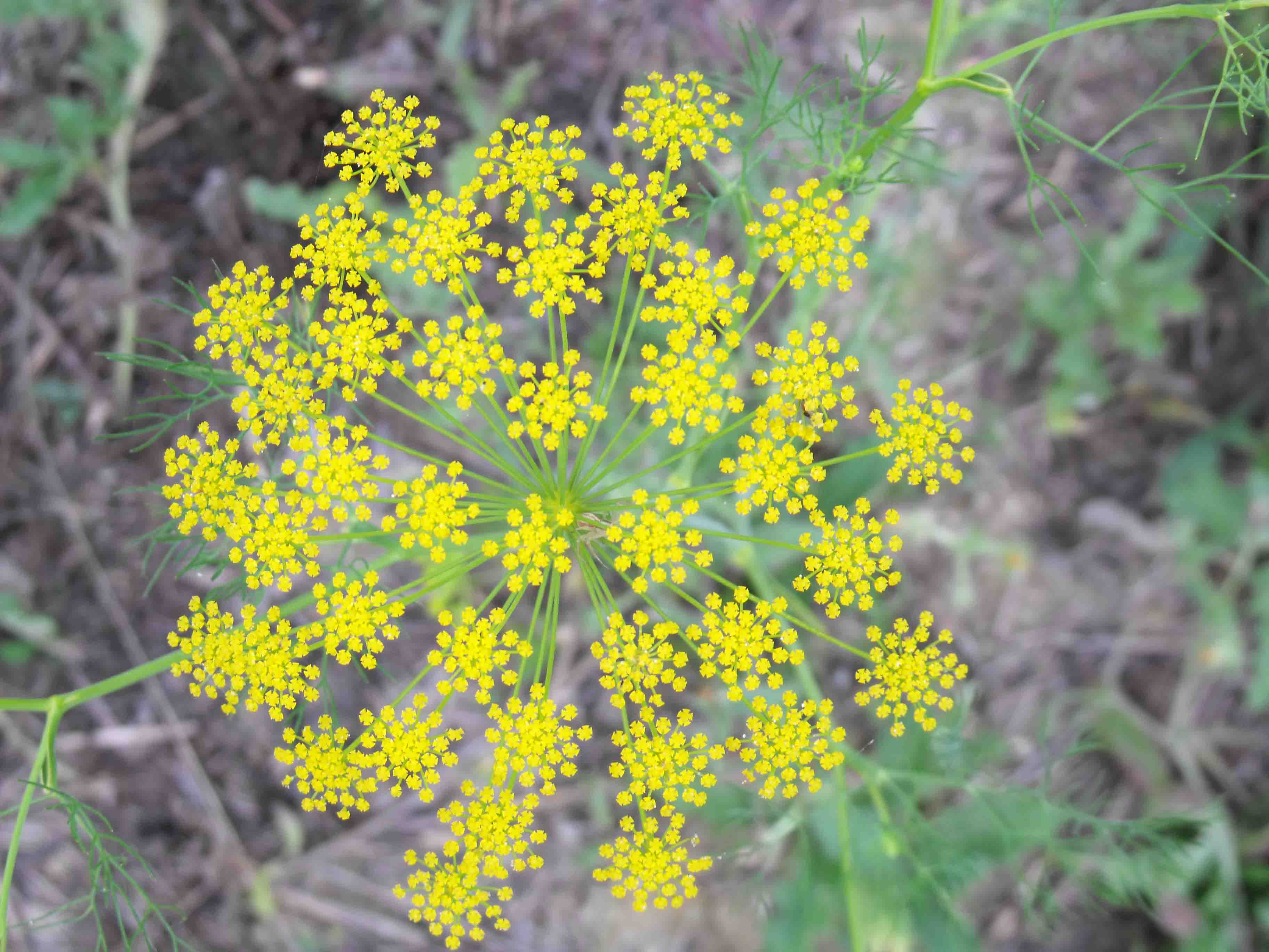 Ridolfia segetum / Aneto puzzolente